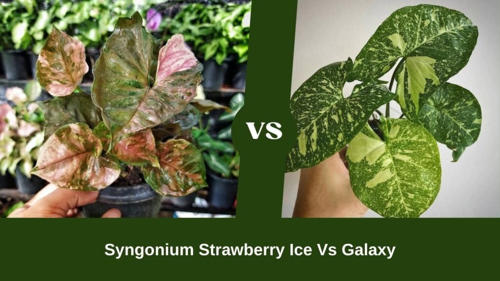 Syngonium Strawberry Ice Vs Galaxy