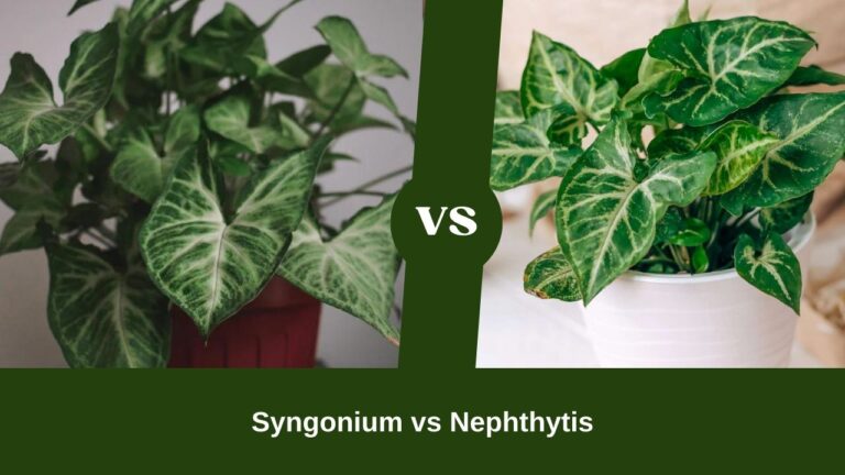 Syngonium vs Nephthytis: Care And Appearance Differences