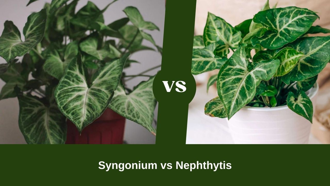 Syngonium vs Nephthytis