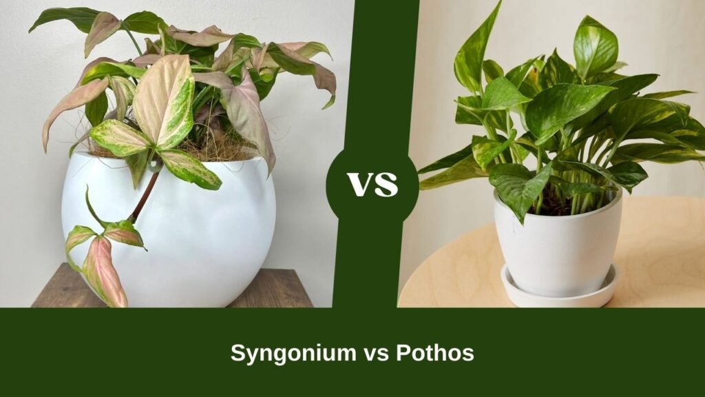 Syngonium vs Pothos