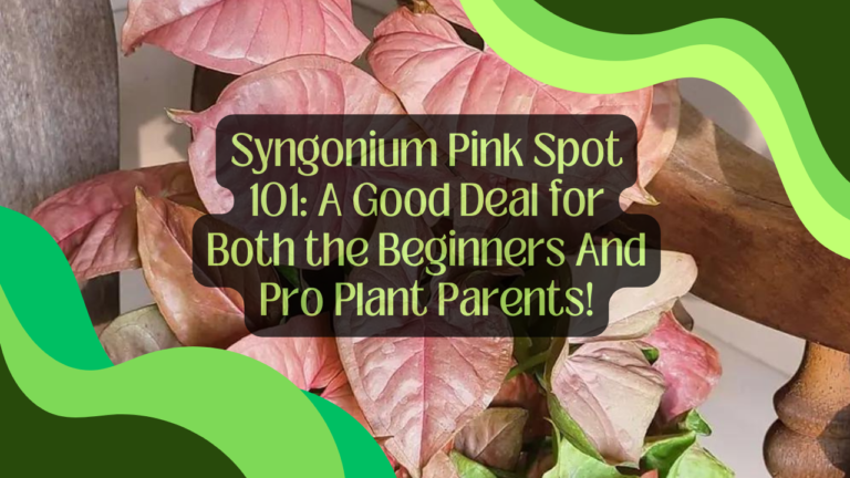 Syngonium Pink Spot 101: A Good Deal for Both the Beginners And Pro Plant Parents!