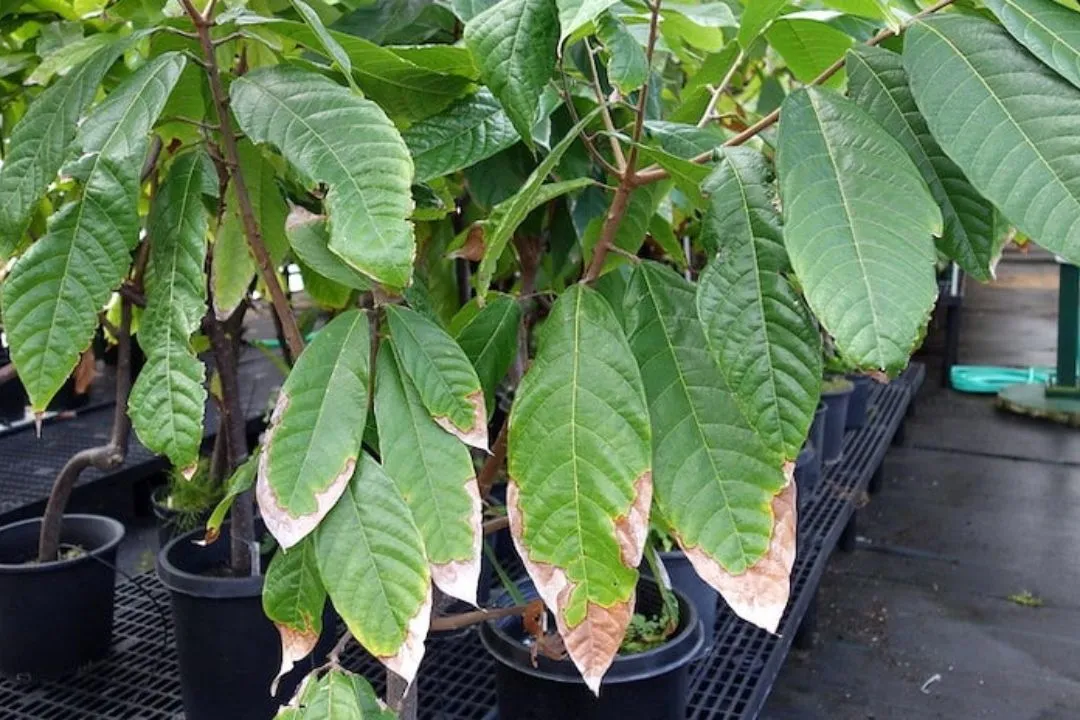 4 Extended Reasons That Can Contribute to Leaf Scorch