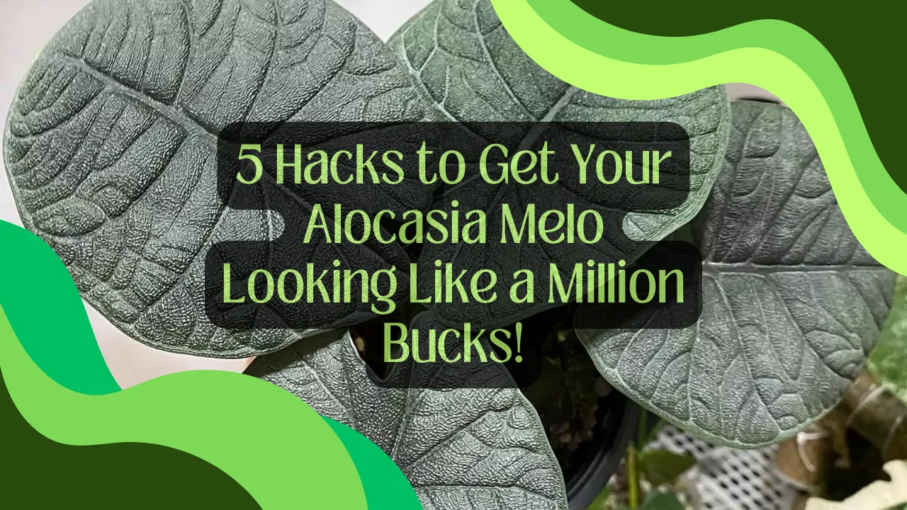 5 Hacks to Get Your Alocasia Melo Looking Like a Million Bucks!