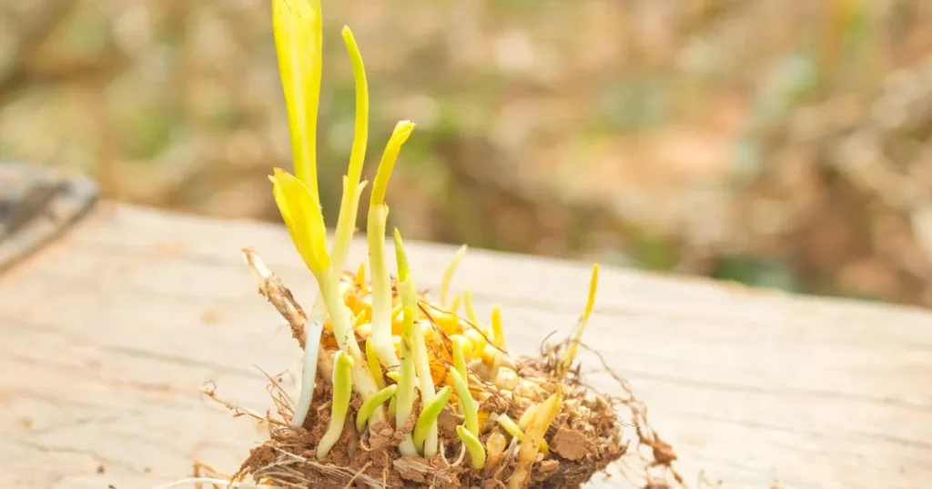 5 Reasons Cause Yellow Seedlings