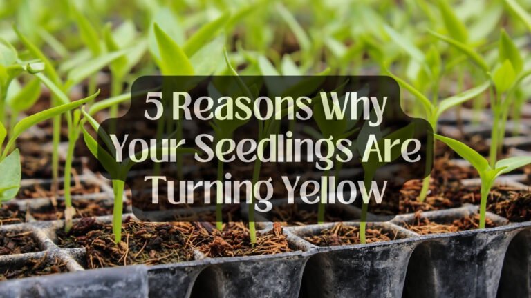 5 Reasons Why Your Seedlings Are Turning Yellow (Including Natural Remedies)