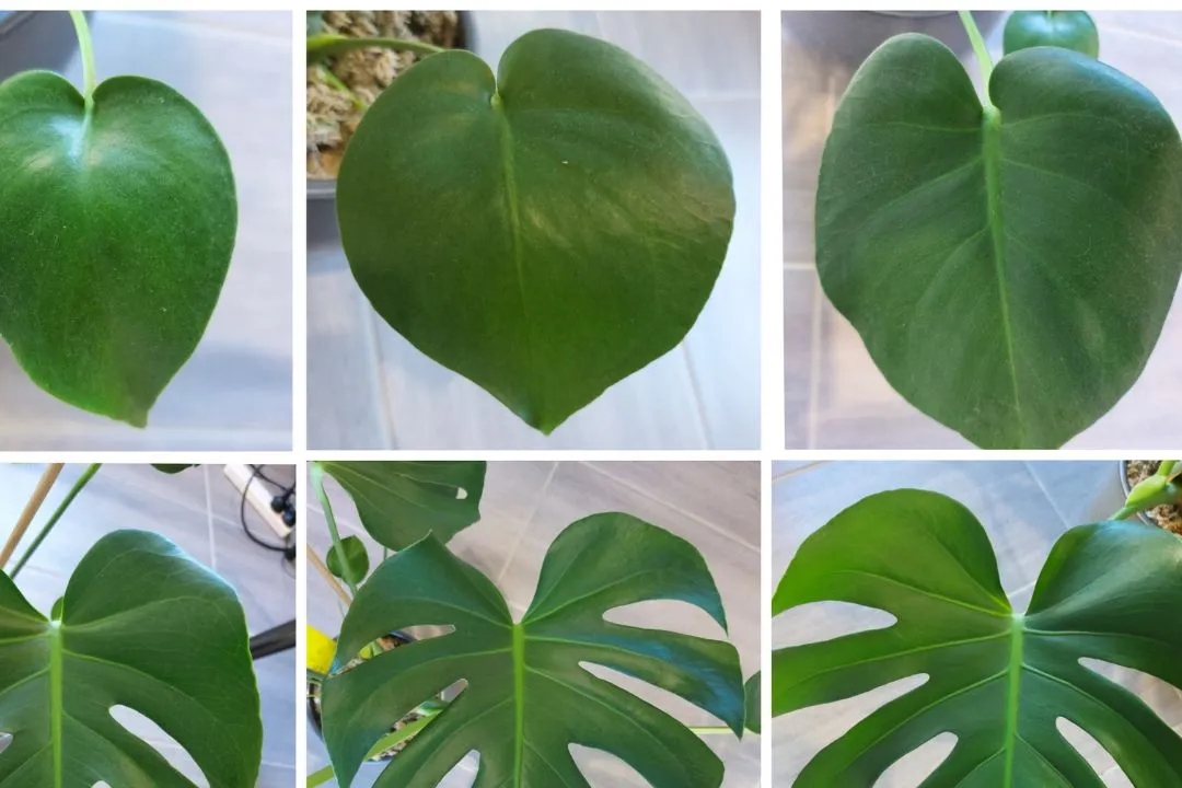 Age and Natural Leaf Shedding