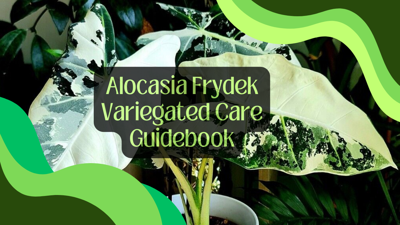 Alocasia Frydek Variegated Care Guidebook