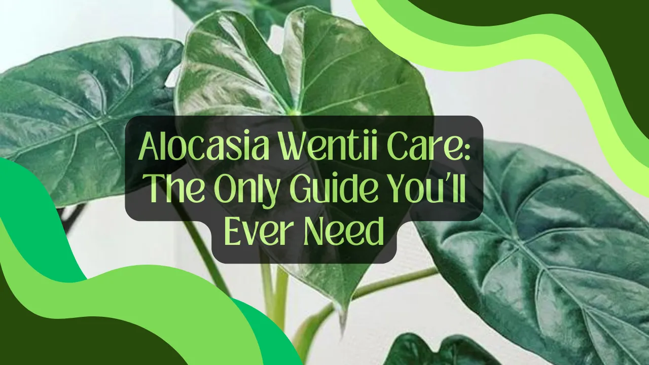 Alocasia Wentii Care