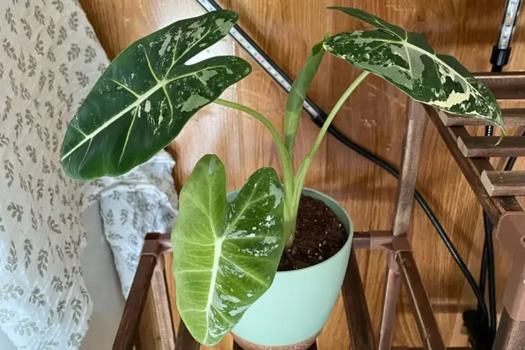 Alocasia Frydek variegated Toxic to Pets for Alocasia