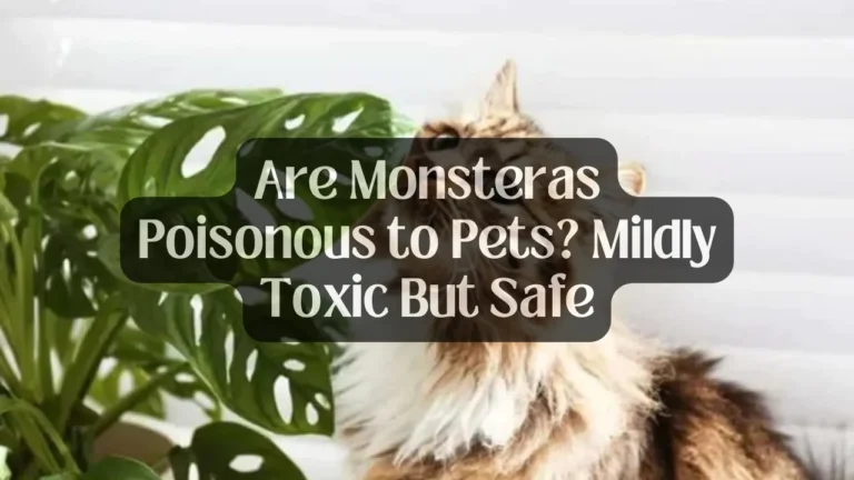 Are Monsteras Poisonous to Pets? Mildly Toxic But Safe