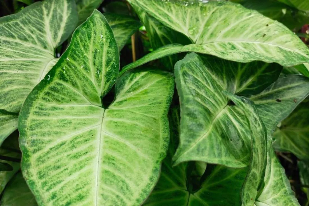 Syngonium Milk Confetti