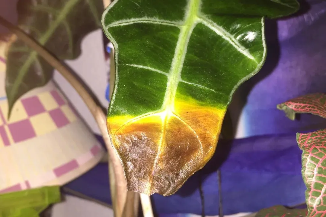 Leaves for Alocasia Wentii