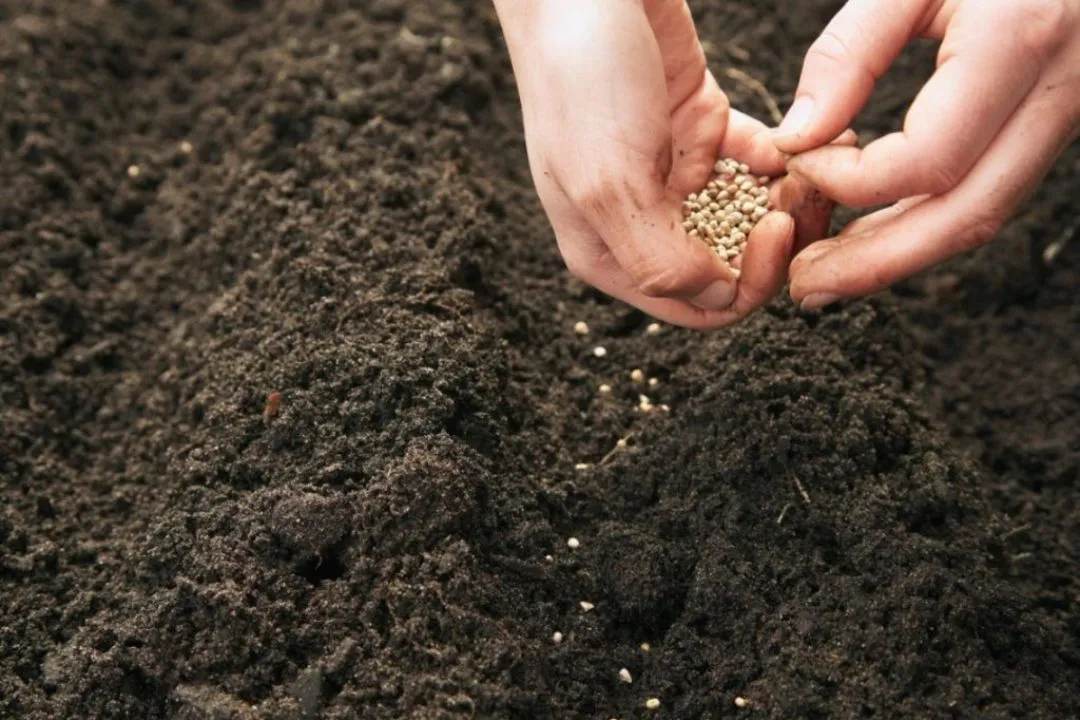 Buy and Start Seeds for garden