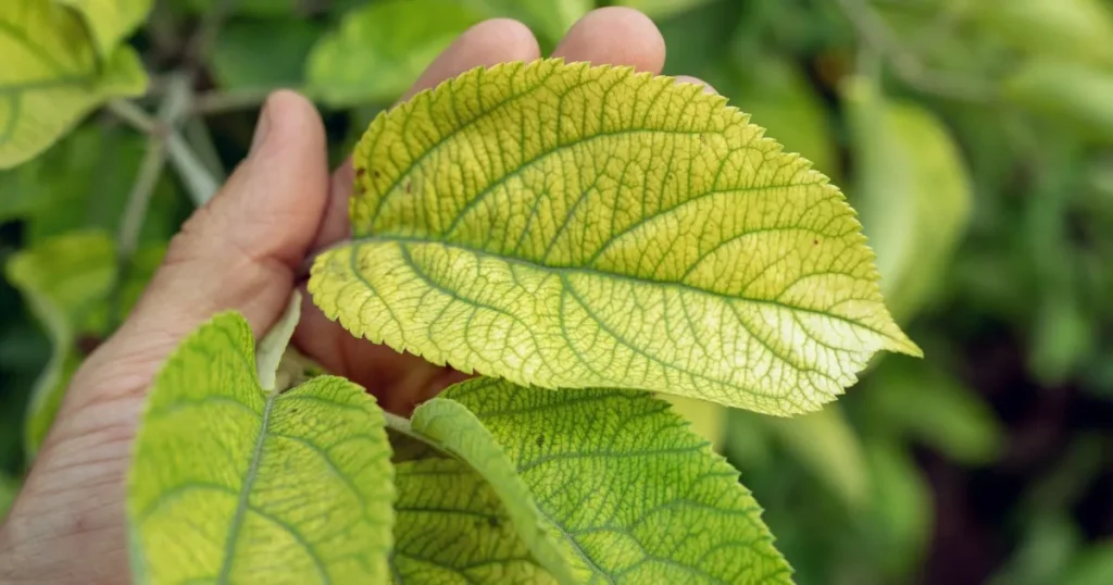 Chlorosis