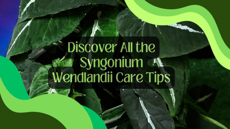 Discover All the Syngonium Wendlandii Care Tips