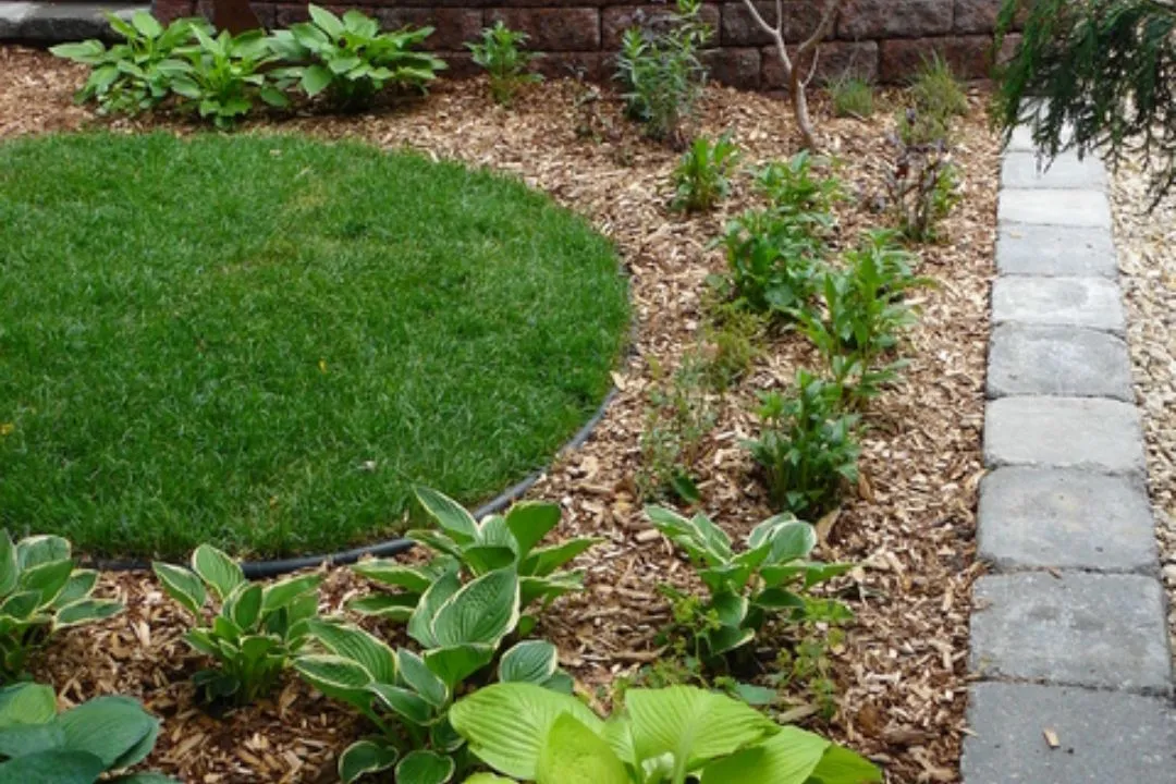 Divide and Transplant Perennials for garden