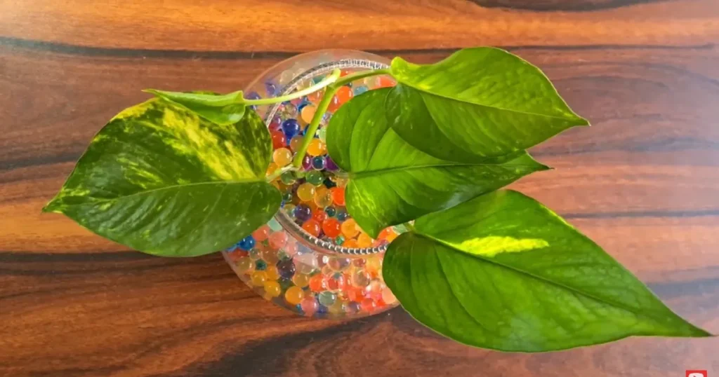 Downsides of Using Water Beads
