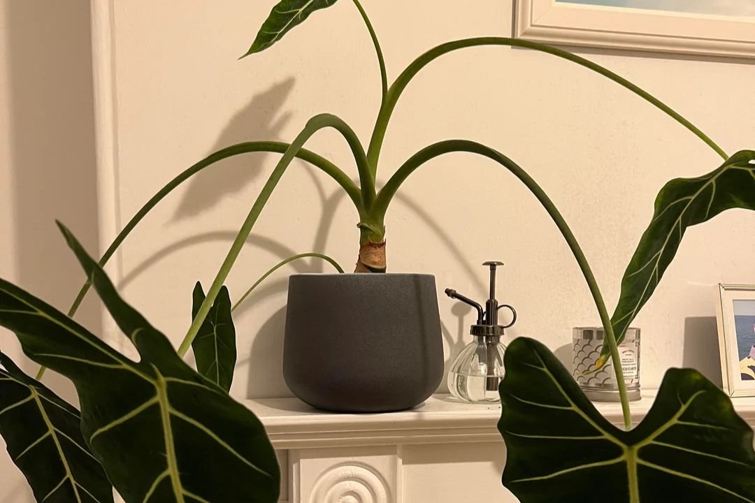 Drooping Leaves for Alocasia Wentii