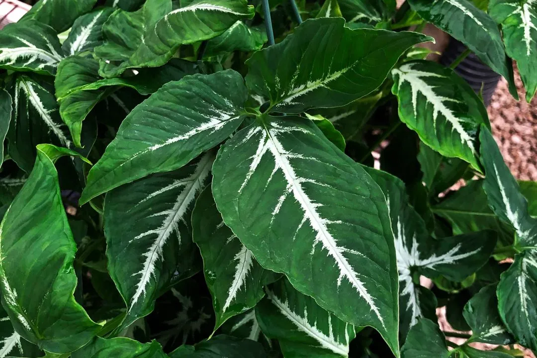 Extended  for Syngonium Wendlandii