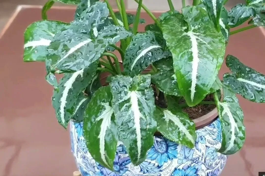 Fertilizer: A Balanced Diet for Syngonium Wendlandii