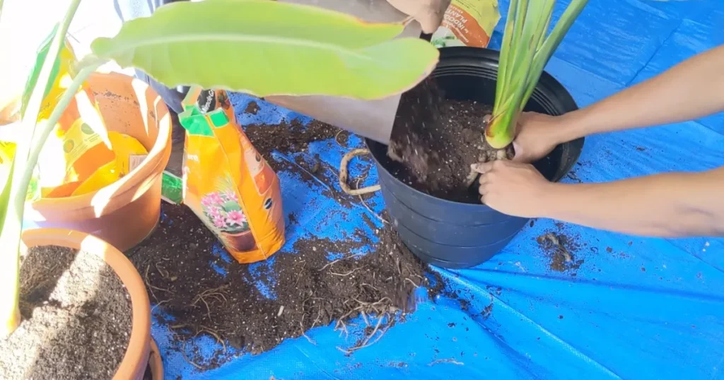 Fertilizing Every 2 Weeks