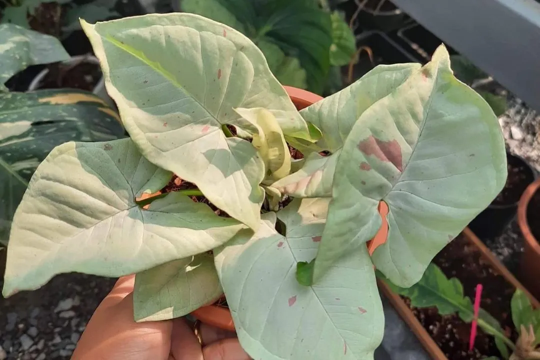 Syngonium Milk Confetti