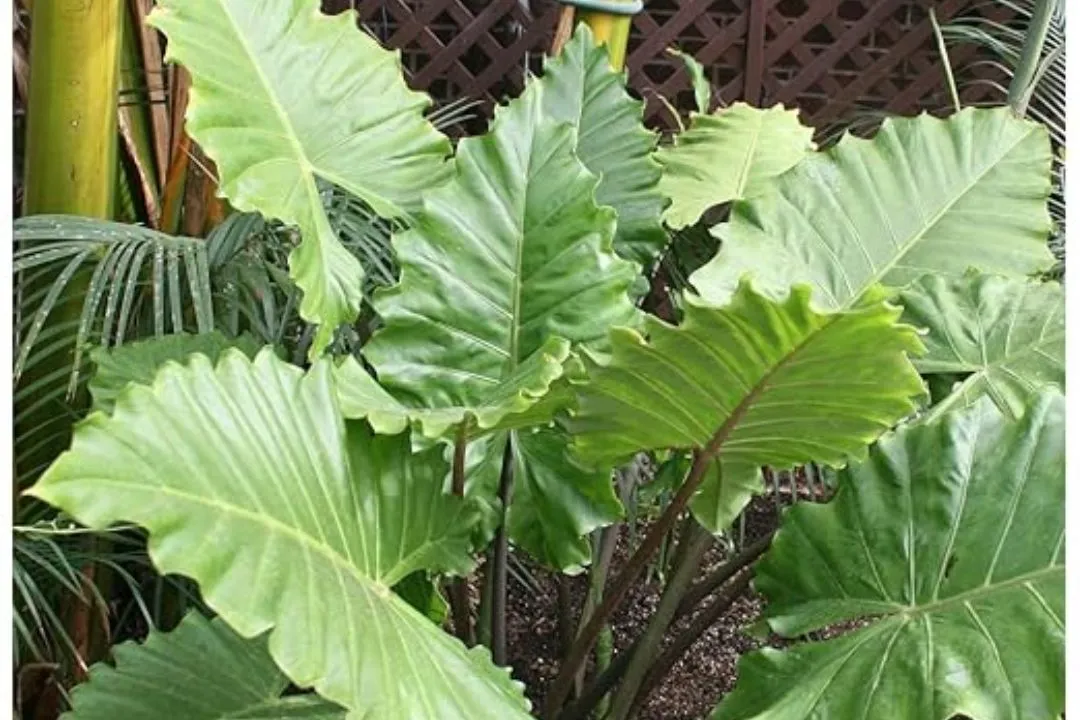 Fertilizing for Alocasia Wentii