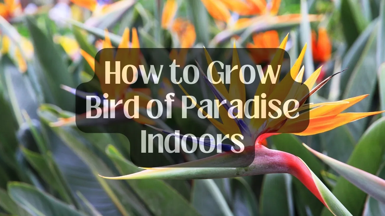 How to Grow Bird of Paradise Indoors