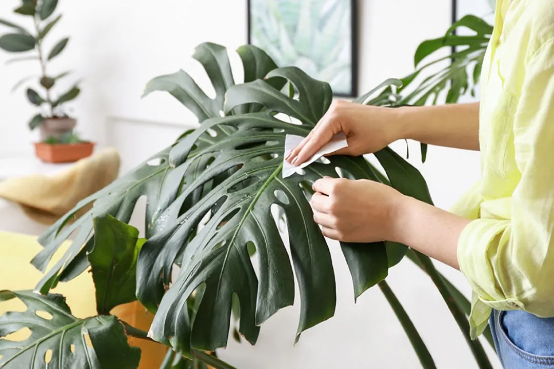 Take Care of Monstera Deliciosa