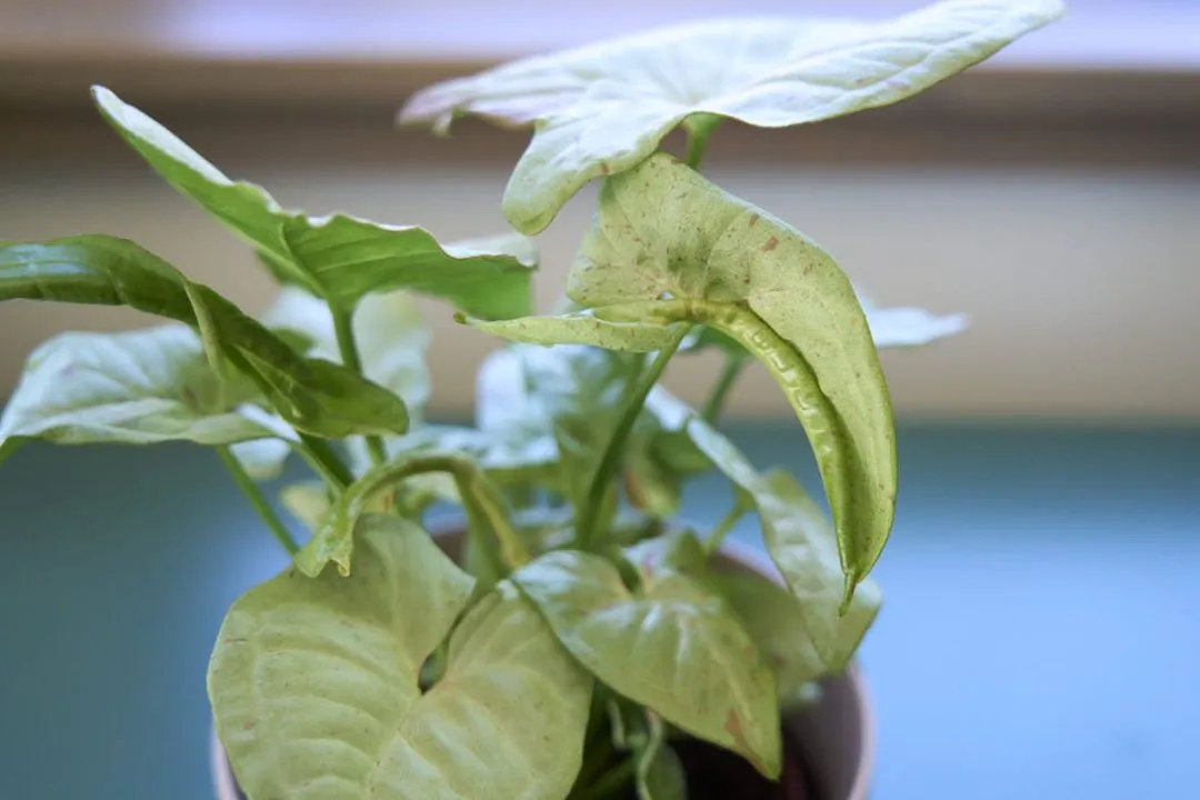 Syngonium Milk Confetti