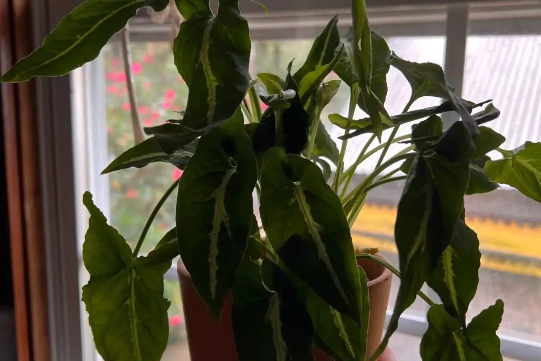 Humidity (Recreate a Tropical Oasis) for Syngonium Wendlandii