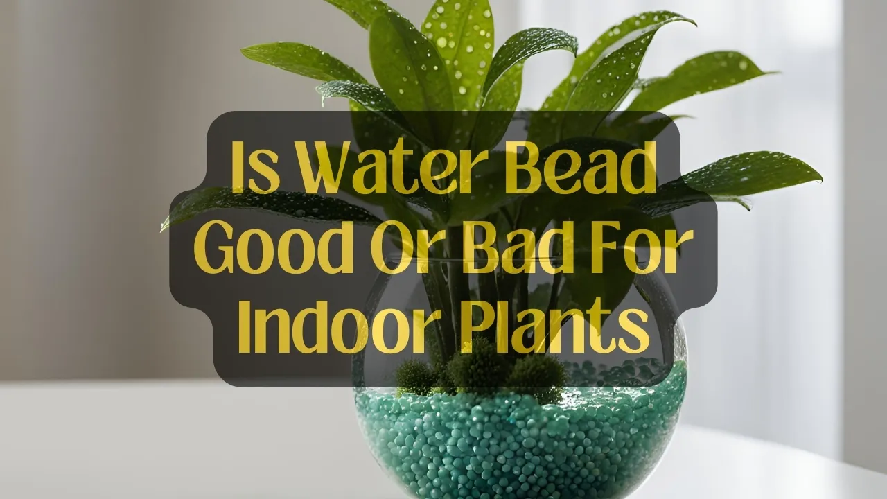Is Water Bead Good Or Bad For Indoor Plants
