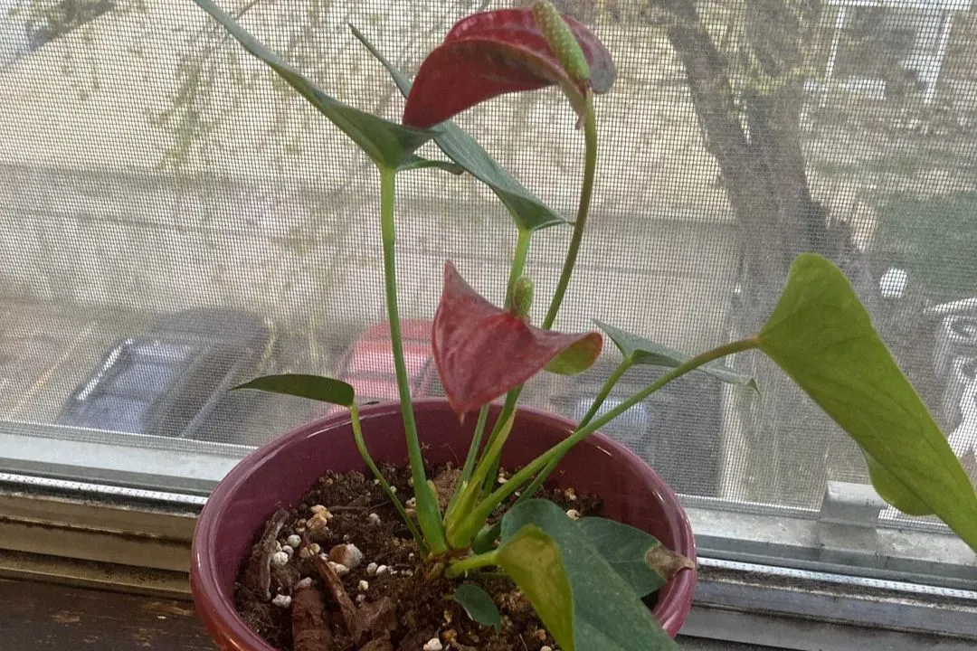 Lack of New Growth for Alocasia Wentii