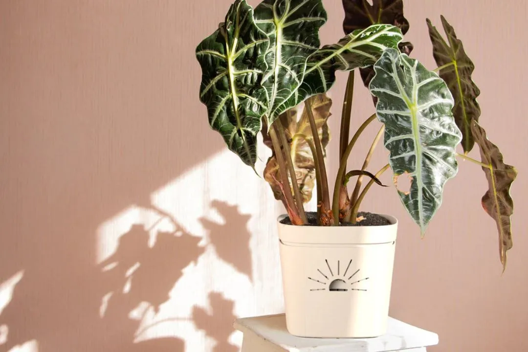 Light Requirements for Alocasia Wentii