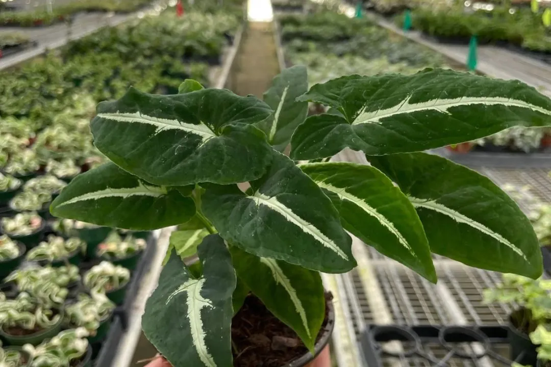 for Syngonium Wendlandii