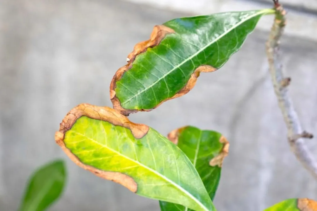Low Humidity to Blame First