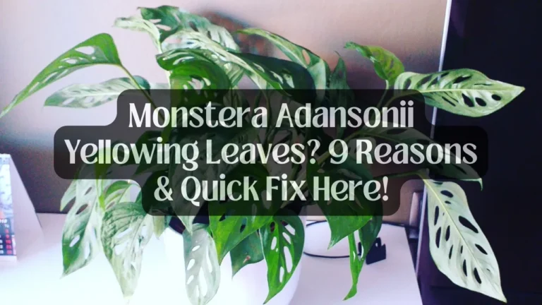 Monstera Adansonii Yellowing Leaves? 9 Reasons & Quick Fix Here!