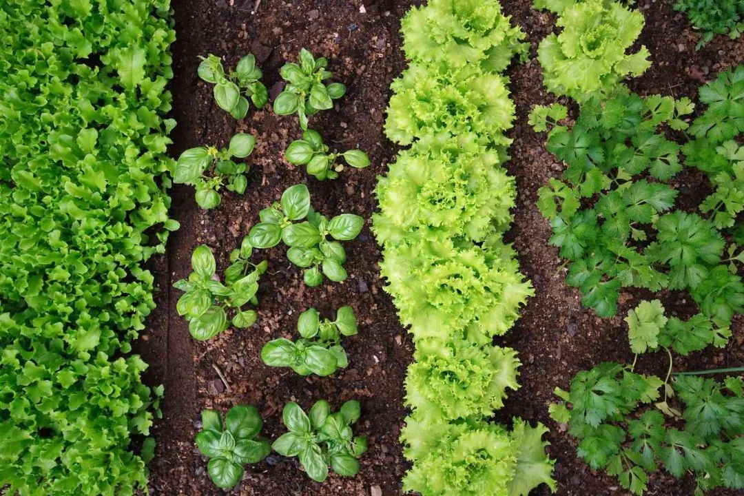Plan Your Garden for garden