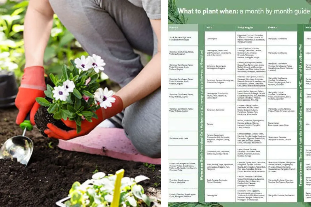 Plan a Seasonal Gardening Schedule for garden for garden