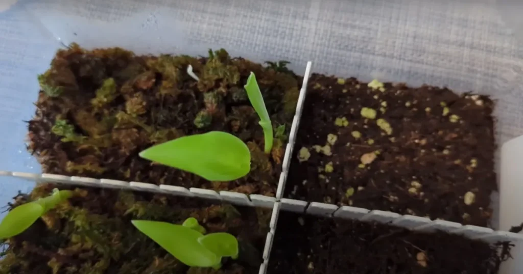 Potting and Soil