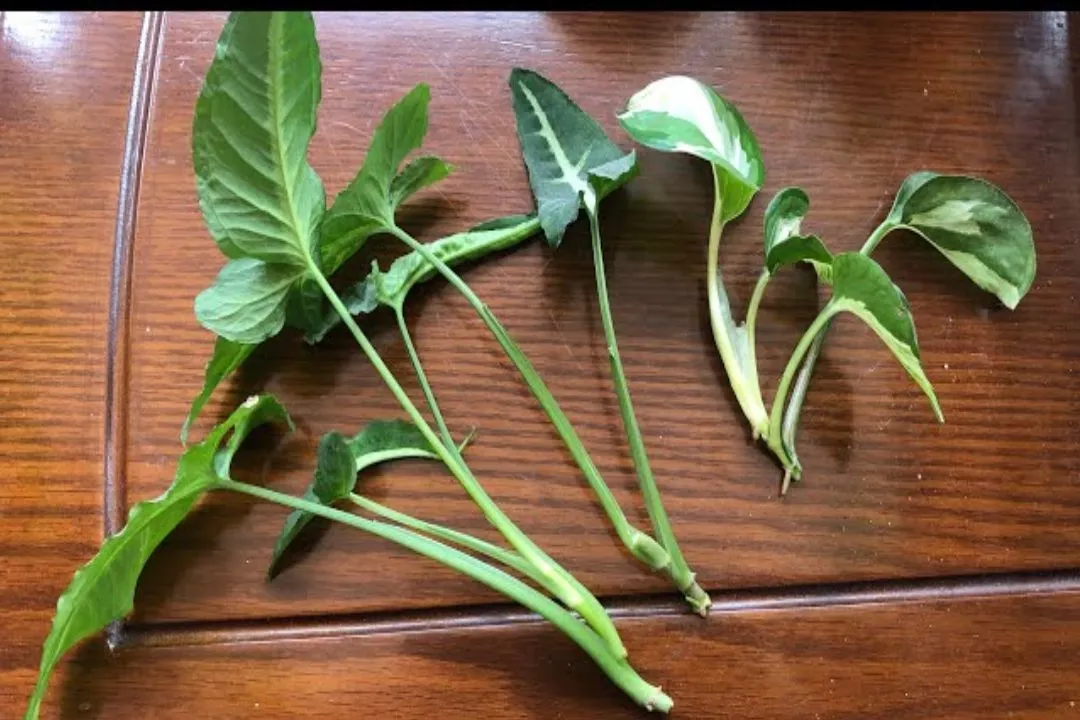 Multiplying the Beauty for Syngonium Wendlandii