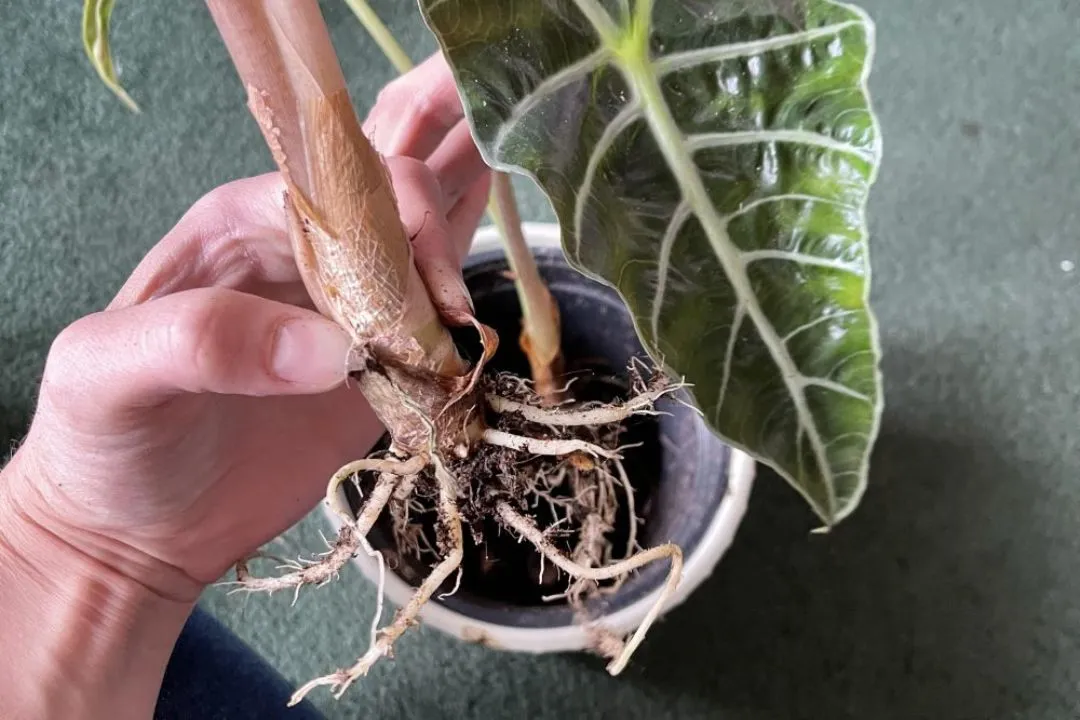 Propagation for Alocasia Wentii