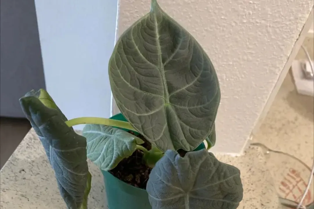 Pruning and Grooming for Alocasia Wentii