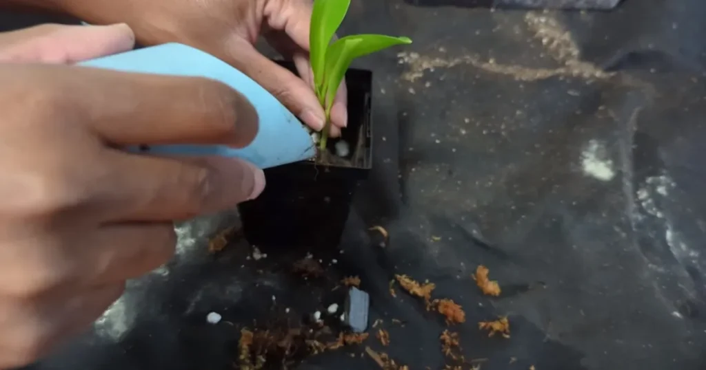 Pruning and Repotting