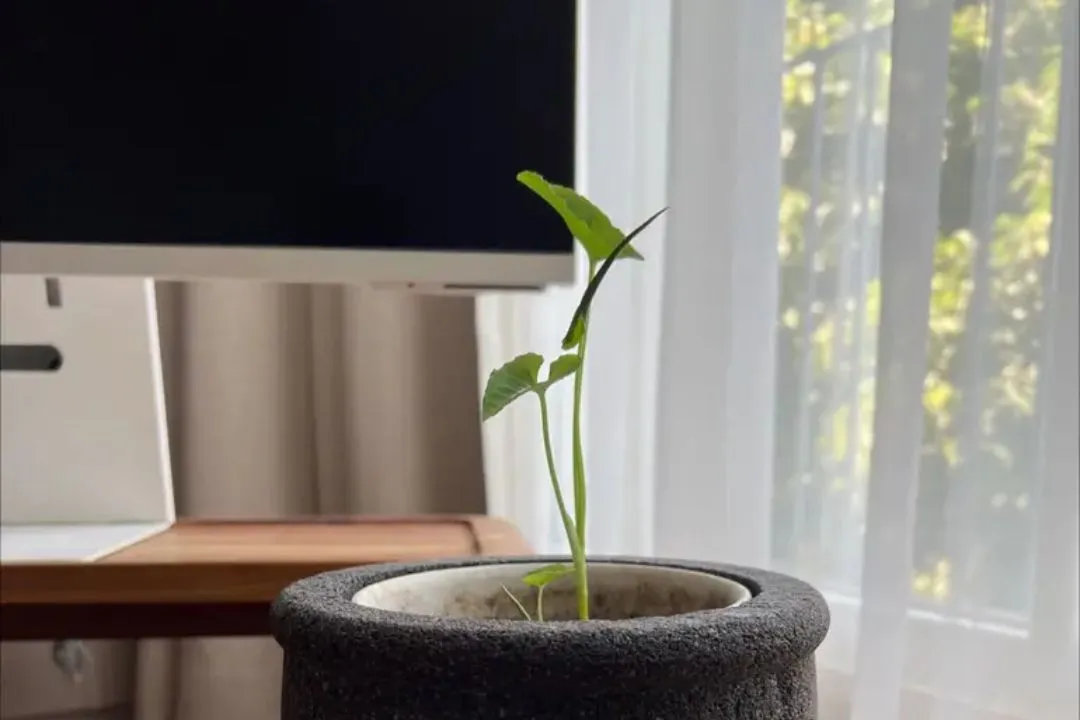 Pruning (Shaping and Encouraging Growth) for Syngonium Wendlandii