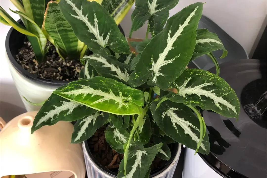 Repotting for Syngonium Wendlandii
