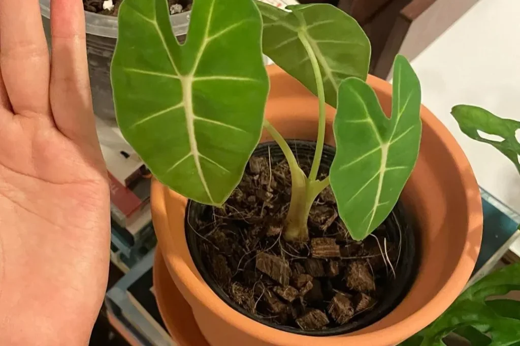 Repotting for Alocasia