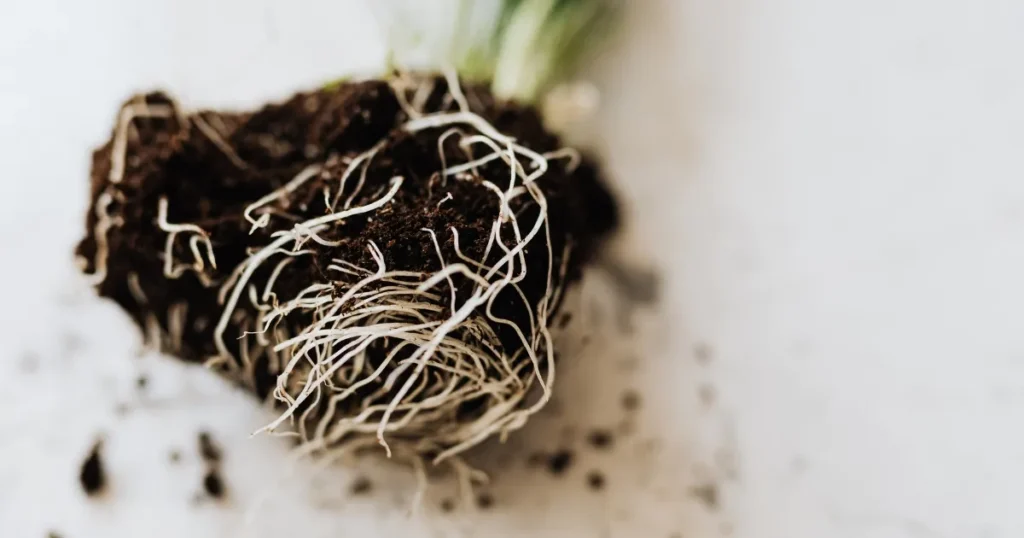 Root Damage