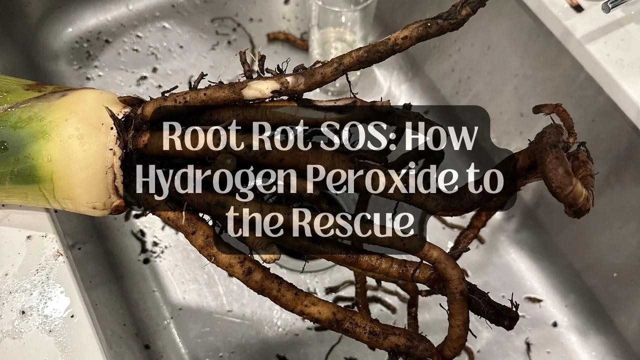 Root Rot SOS How Hydrogen Peroxide to the Rescue