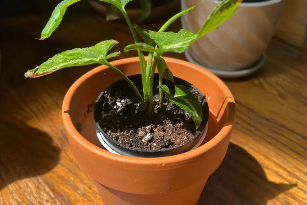 Soil Requirement for Syngonium Wendlandii